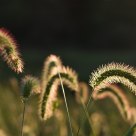 Light in the grass